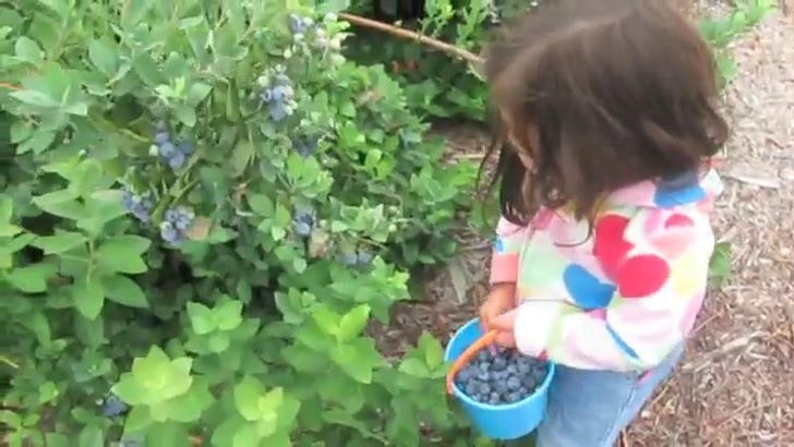 Prune Juice