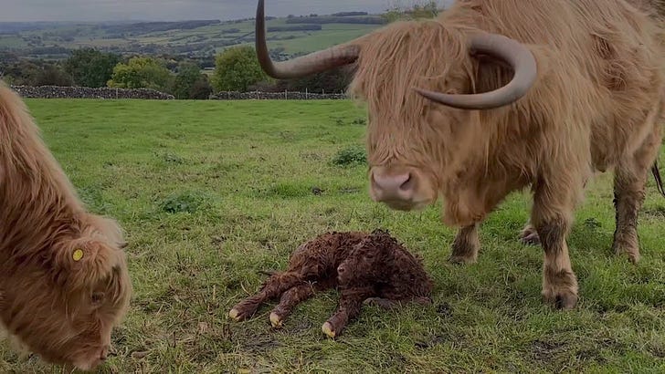 Experience the first moments of life of this Baby Scottish Highland Cow