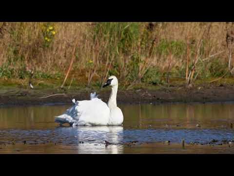 The comeback of the Trumpeter Swan
