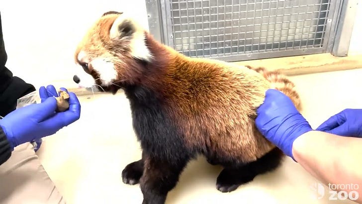 Zoo Animals "Volunteering" to Take COVID-19 Shots?!