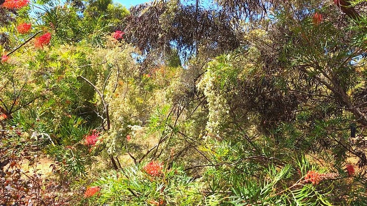 cookiescorner.substack.com