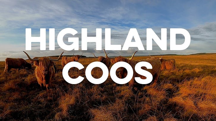 Highland Coo Cam