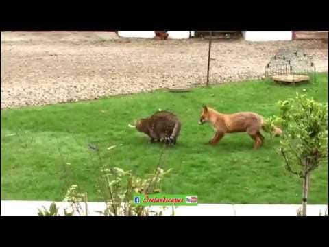 Wild Irish Fox plays with Domestic Cat (very cute)