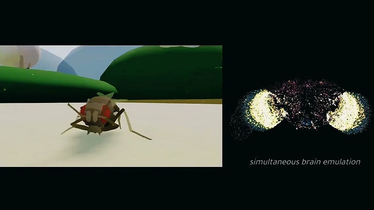 How many digital fruit fly brain cells can ... - by tmatt