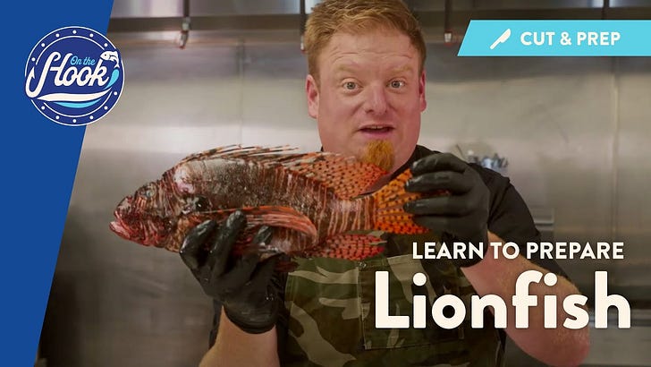.. the delectable Lionfish ‘filet - 🦎🏴‍☠️🤿
