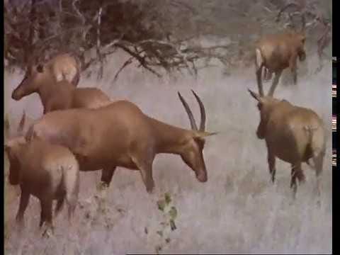 The Singularity Project