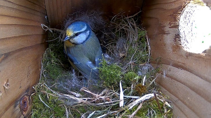 Livestream: Bluetit nest has six hungry babies