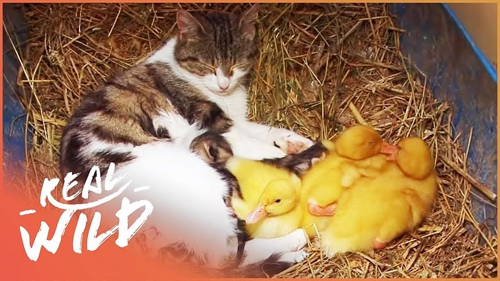 Panic as Cat catches Duckling, turns out she was nurturing it