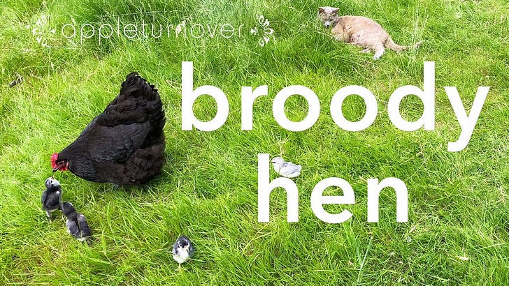 broody hen