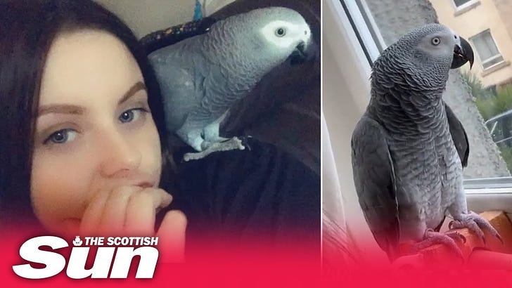 Onion The Parrot Has A Scottish Accent And It’s Just Hilarious