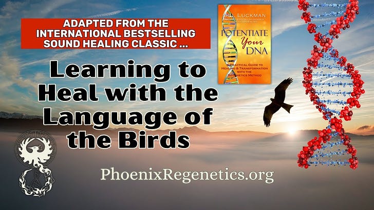 🪽 Learning to Heal with the Language of the Birds