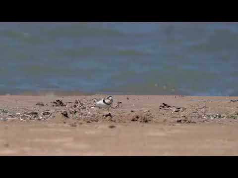 Piping Plovers lead busy week in birding