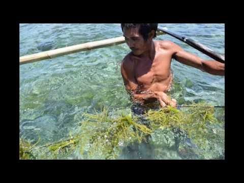 Seaweed Farming: Lito Mente’s Life on Capul Island, Philippines