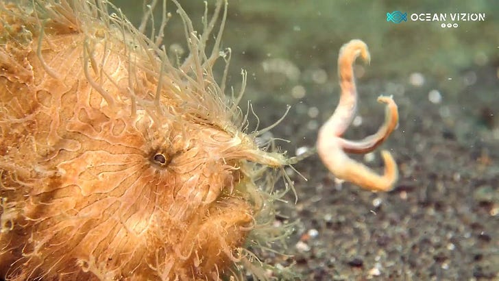 Fabulous Frogfish
