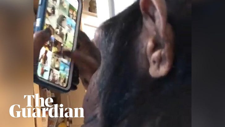 Beaten by a Chimpanzee