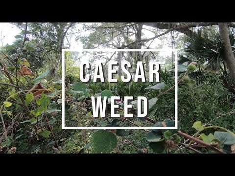 Florida's invasive species -- Caesar Weed