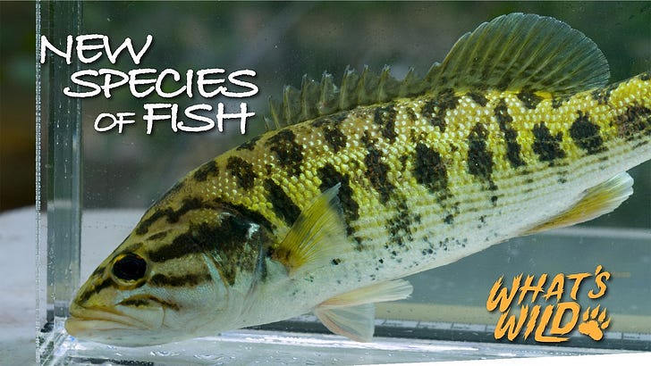 TSAF: Bartram's Bass - by CynthiaW