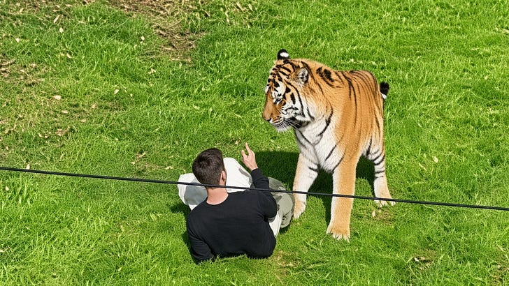 Tiger Mauls Man to Death And the Park Says It Will NOT Be Put Down