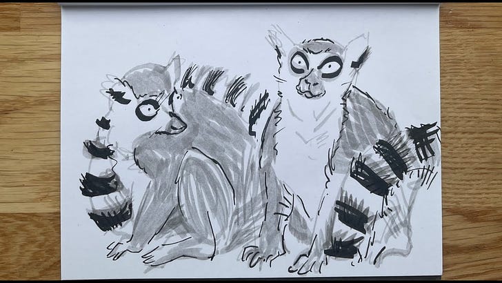 Materials Play - Drawing Lemurs with Chisel Pens