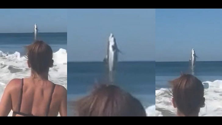 Surfs Up! 🦈🦈🦈🦈 Epic Shark Photobomb: Great White Shark Jumps at Marina State Beach