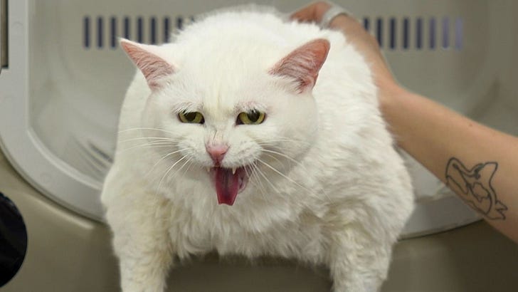 Watch an ASMR groomer battle an enormous, stubborn cat - boingboing.net — source ASMR & Sound Healing (Google News)