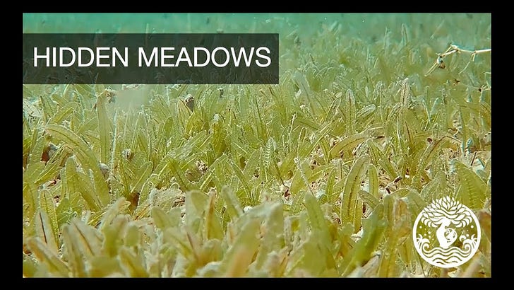Episode 2: Hidden Meadows | Welcome Home