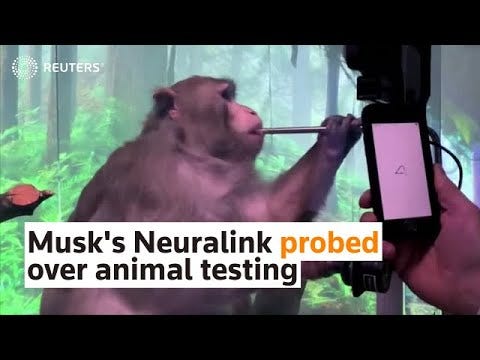 Report: Cool Tech Bro Elon Musk's Neuralink animal testing is being rushed, causing needless suffering and deaths