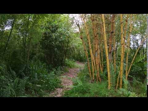 Migrant Grove