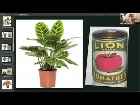 Replay: Drawing Houseplants