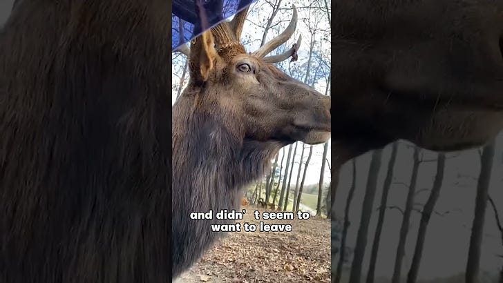 This elk rushed onto the highway, never attacking cars