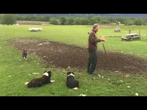 Scottish Sheepdogs in Action – Full Demonstration