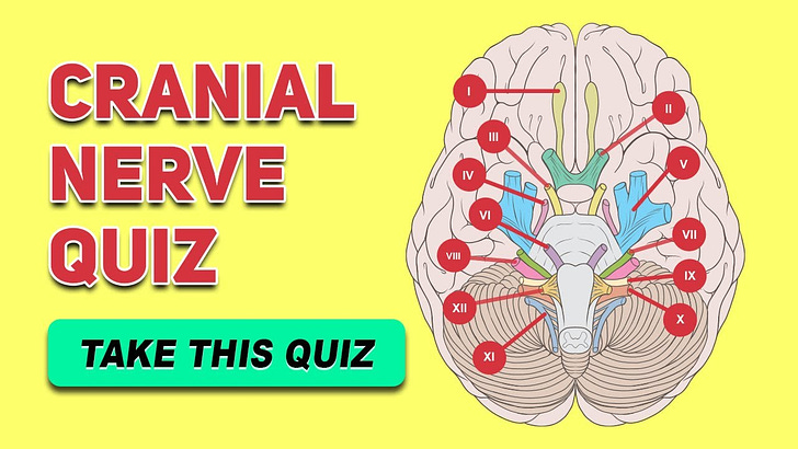 brain anatomy Quiz
