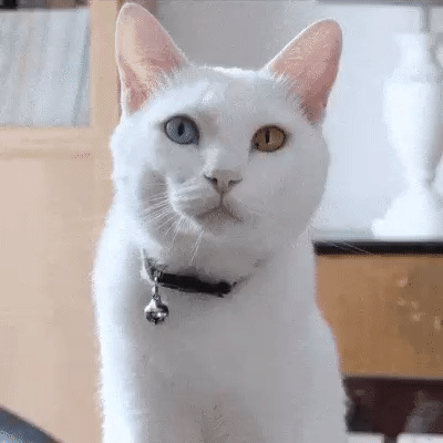 A cat speaking with auto-captions appearing that read, “Twitter now has auto captions for videos. About time, am I right?” The screen turns blue with text overlay that reads, “@ movie theaters, your turn 👀”.