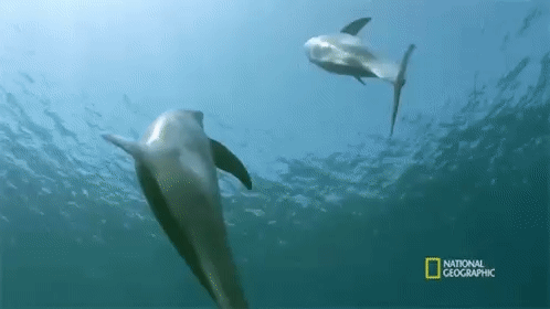 Dolphins The Shark Immune System GIF