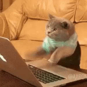 Cat Computer GIF