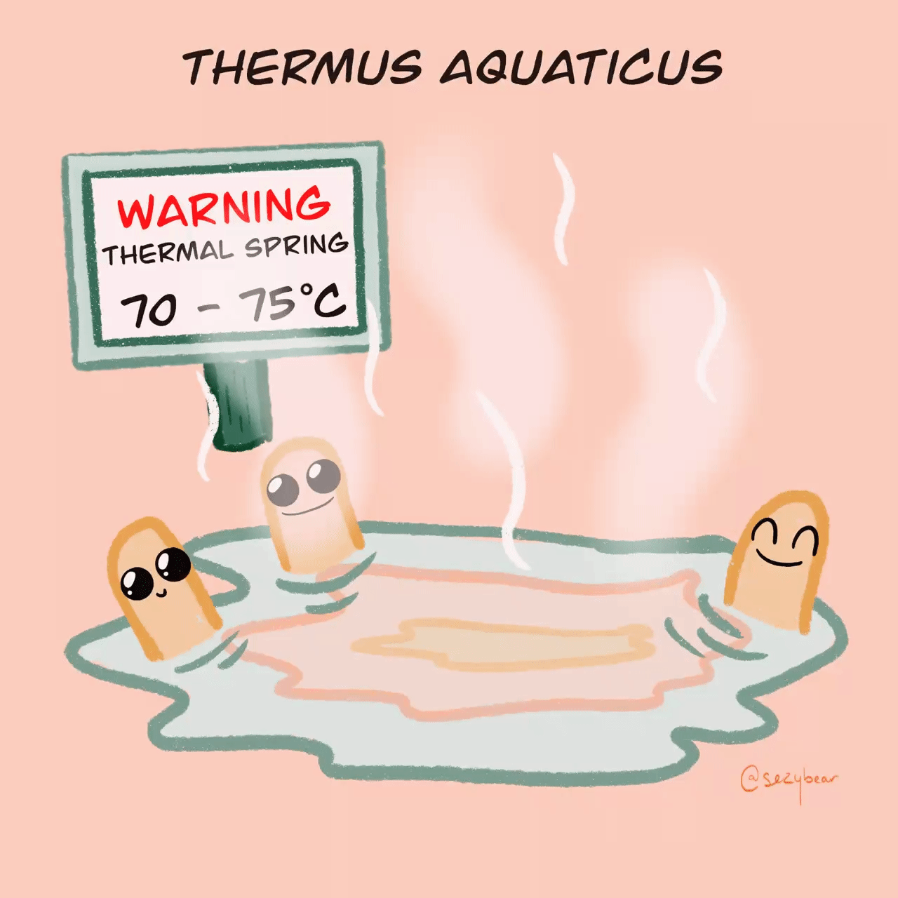 Drawing of three happy yellow coloured bacteria sitting in a multi coloured thermal spring (with blue, red and yellow rings) on a pink background . Behind them is a sign saying “warning, thermal spring, 70-75 degrees Celsius”. Image is titled “Thermus aquaticus”