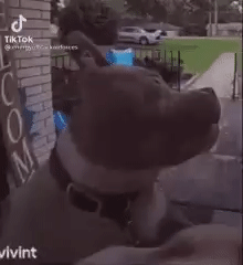 Dog Doorbell Camera GIF